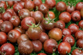 Chocolate Cherry Tomato Seeds – Rare Heirloom, Indeterminate, Super Sweet, High Yield Garden Vegetable, Solanum lycopersicum
