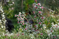 100 Seeds Calico Aster Symphyotrichum lateriflorum Native Perennial Wildflower