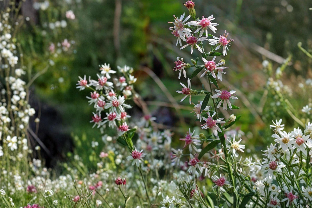100 Seeds Calico Aster Symphyotrichum lateriflorum Native Perennial Wildflower