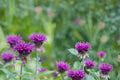 100 Seeds Purple Bergamot Monarda media Pollinator Wildflower