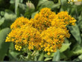 Stiff Goldenrod Seeds – Native Wildflower for Pollinator Gardens – Solidago rigida – Heirloom Non-GMO Perennial Seed
