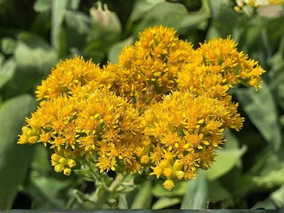 100 Stiff Goldenrod Seeds Solidago rigida Native Wildflower Pollinator Garden