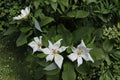 Bigleaf Magnolia Bare Root Plant – Magnolia macrophylla – Large Leaf Tree for Garden Landscape