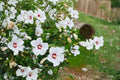 White Hardy Hibiscus Plant – Hibiscus grandiflorus, Perennial Flowering Plant with White & Red Blooms, Bare Root Seedling