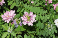 30 Seeds Crownvetch Coronilla varia Ground Cover Legume