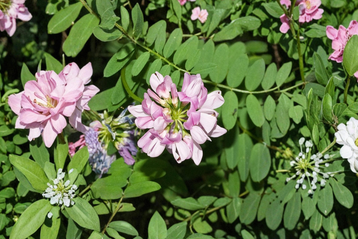 30 Seeds Crownvetch Coronilla varia Ground Cover Legume