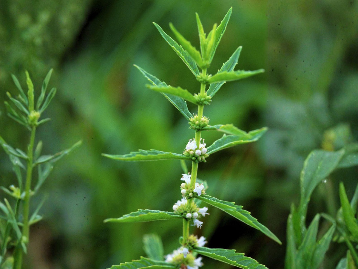 American Bugleweed Seeds – Heirloom Non-GMO Lycopus americanus for Native Gardens, Wetlands & Wildflower Projects