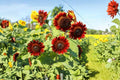 Red Sun Sunflower Seeds - Rare Heirloom Non-GMO, Bold Crimson Blooms, Garden Flower Seeds, Ornamental Sunflowers
