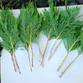 Leyland Cypress Cuttings | Unrooted 15 Pack | Evergreen Privacy Tree | Cupressus × leylandii | Fast Growing Hedge Plant