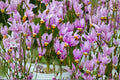 100 Seeds Midland Shooting Star Dodecatheon meadia Native Wildflower