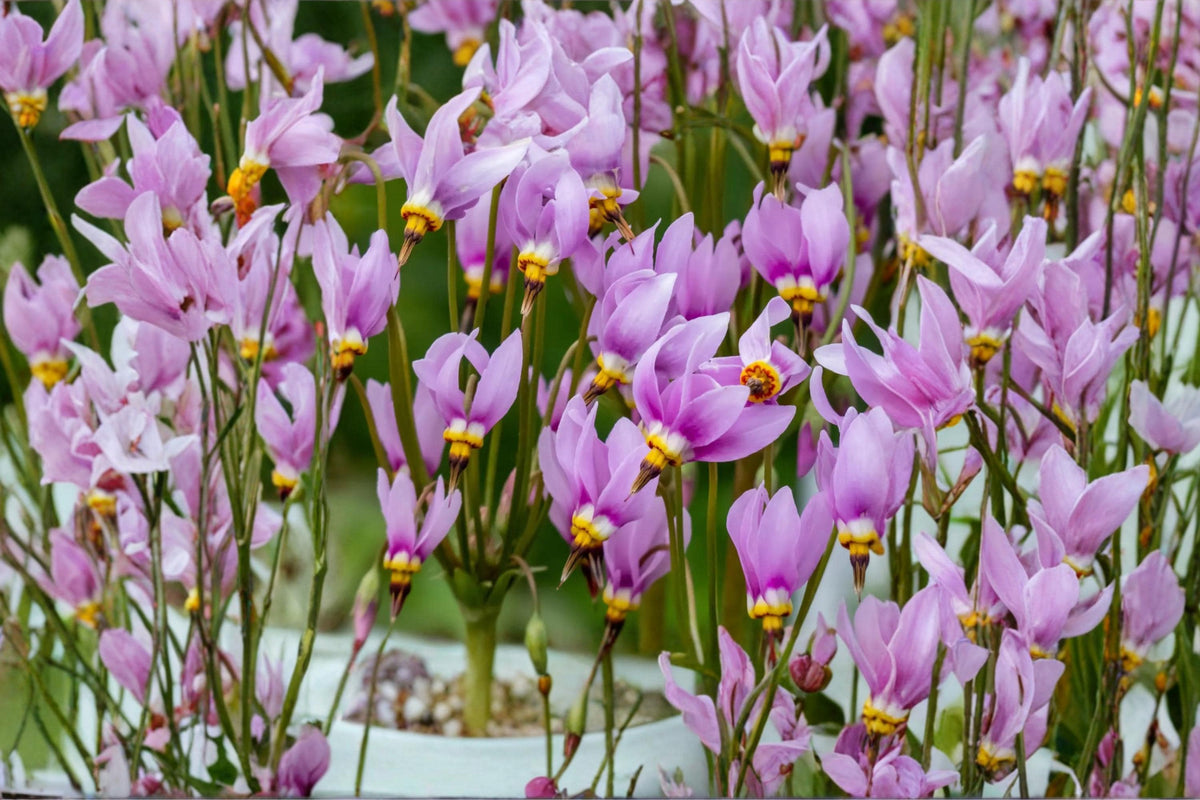 100 Seeds Midland Shooting Star Dodecatheon meadia Native Wildflower