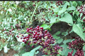 50 Seeds American Spikenard Aralia racemosa Shade Woodland Perennial