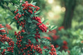 10 Seeds Mountain Holly Ilex montana Hardy Deciduous Shrub Tree