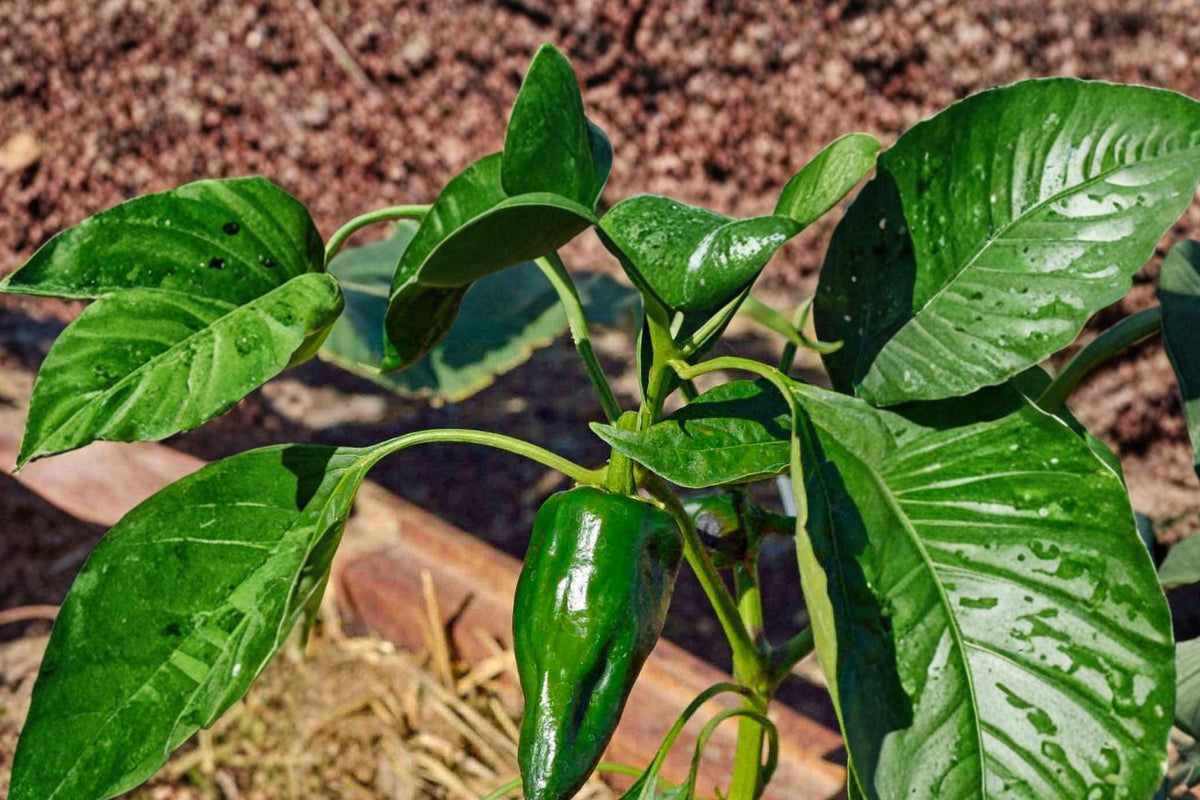 25 Seeds Ancho Poblano Pepper Capsicum annuum Mild Heirloom Garden Vegetable