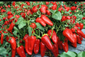 25 Seeds Cubanelle Pepper Capsicum annuum Mild Sweet Frying Pepper