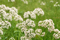 Anise Seeds - 100 Count - Pimpinella anisum - Aromatic Herb for Herb Gardens - Fine Feathery Foliage & White Flowers