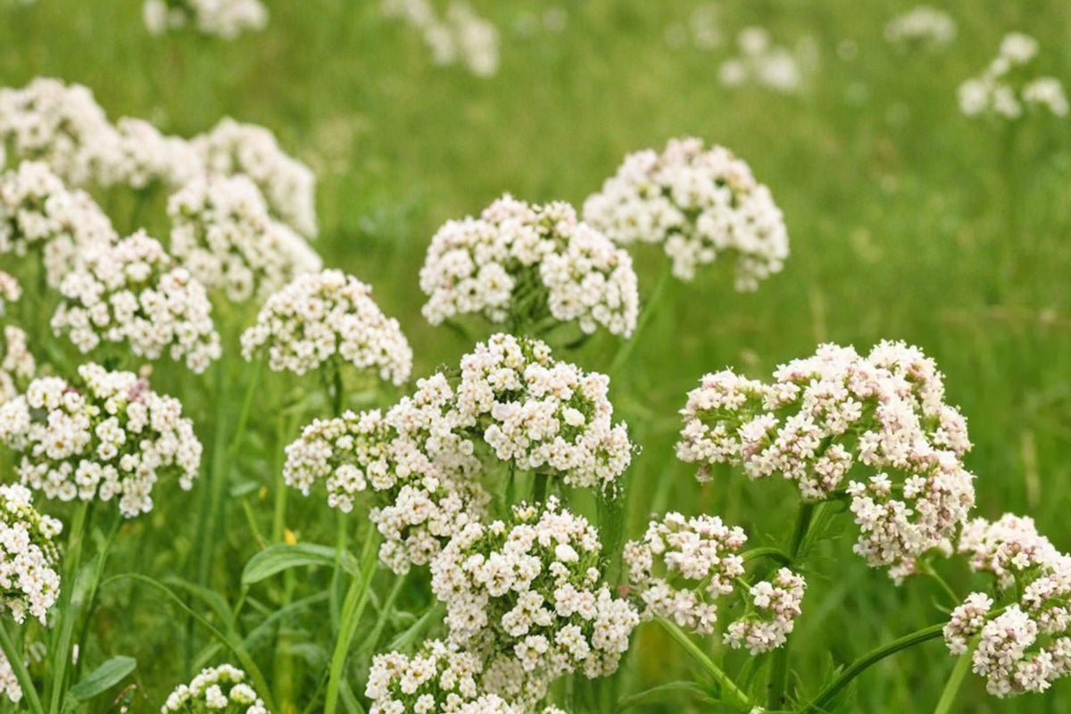 100 Seeds Anise Pimpinella anisum Herbal Culinary Aromatic Annual