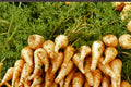 100 Seeds Harris Early Parsnip Pastinaca sativa Heirloom