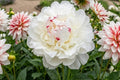 Faded Lilac Mum Chrysanthemum Seeds, 200+ Annual Flower Seeds for Garden Beds & Borders, Chrysanthemum morifolium