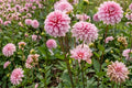 Decorative Dahlia Bulb Clump - Strawberry Cream - Perennial Dahlia Tubers for Gardens and Borders - Dahlia pinnata