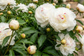 Giant Ball Dahlia Bulb Clumps – Caproz Pizzazz Vibrant Blooms for Gardens – Dahlia pinnata, Full Sun, Easy to Grow