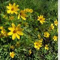 Bearded Beggarticks Seeds | Bidens polylepis | Native Wildflower with Yellow Blooms | 30 Seeds