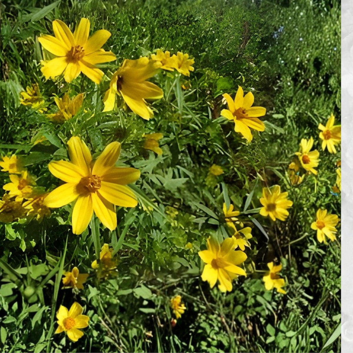 Bearded Beggarticks Seeds | Bidens polylepis | Native Wildflower with Yellow Blooms | 30 Seeds