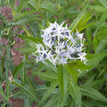 Ozark Bluestar Seeds | Amsonia Illustris Native Perennial | Blue Flowers | 10 Seeds