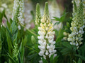 20 Seeds Lupine Russell White Heirloom Flower