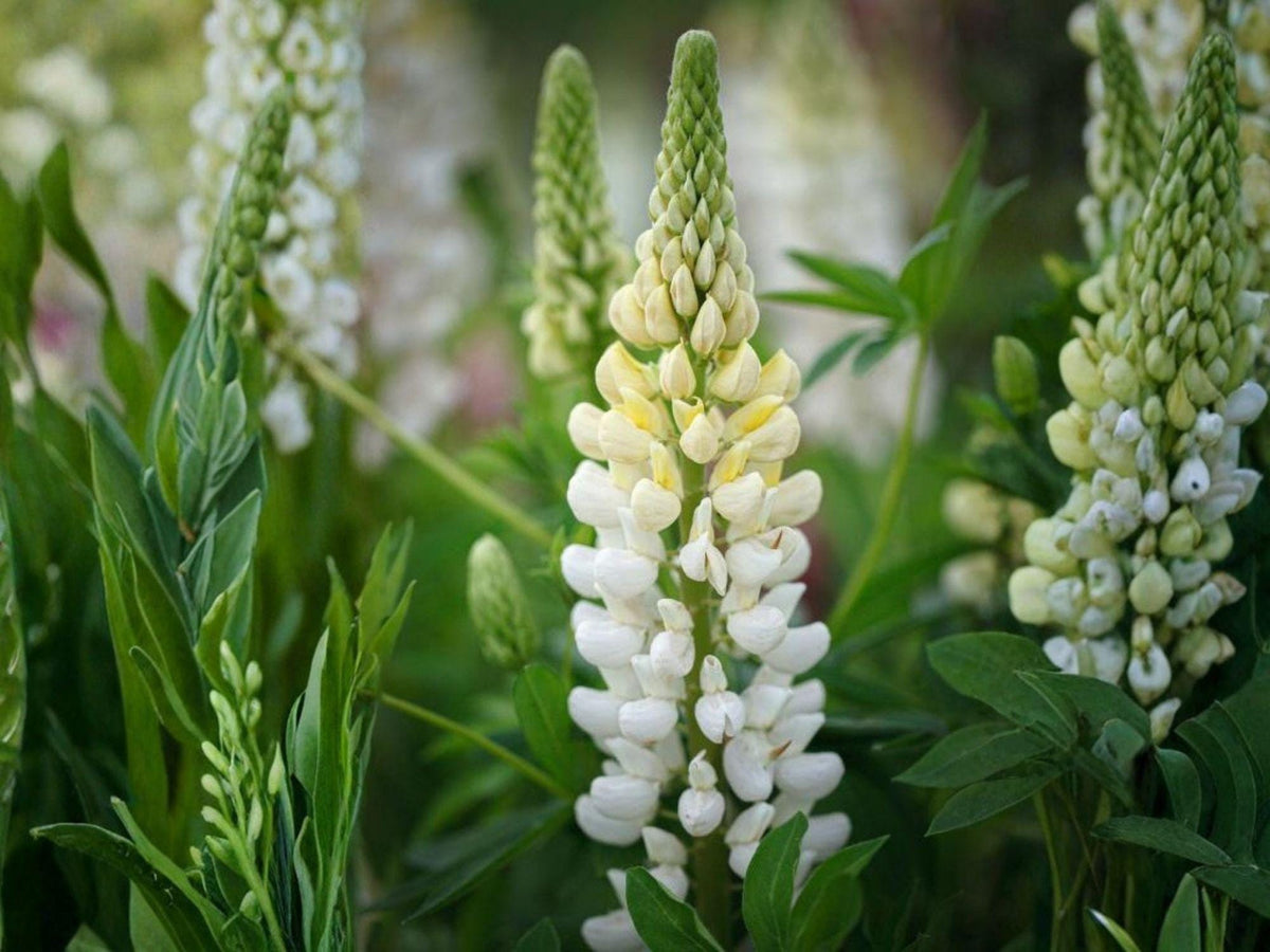 20 Seeds Lupine Russell White Heirloom Flower