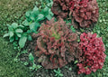 Ruby Red Lettuce Seeds, Heirloom Loose Leaf Salad Greens, Deep Red Leaf Lettuce, Lactuca sativa