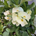 White Crown of Thorns Cutting | Euphorbia milii Succulent Starter | Large White Flower Plant for Indoor & Outdoor Gardens