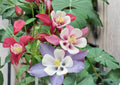 200+ McKana Giants Columbine Seeds Perennial Mix, Colorful Aquilegia Flowers for Shade Gardens, Butterfly and Bee Attractant