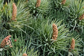 Bristlecone Pine Seeds - 30 Pack - Pinus aristata - Hardy Slow-Growing Conifer for Rocky Soils and Challenging Landscapes