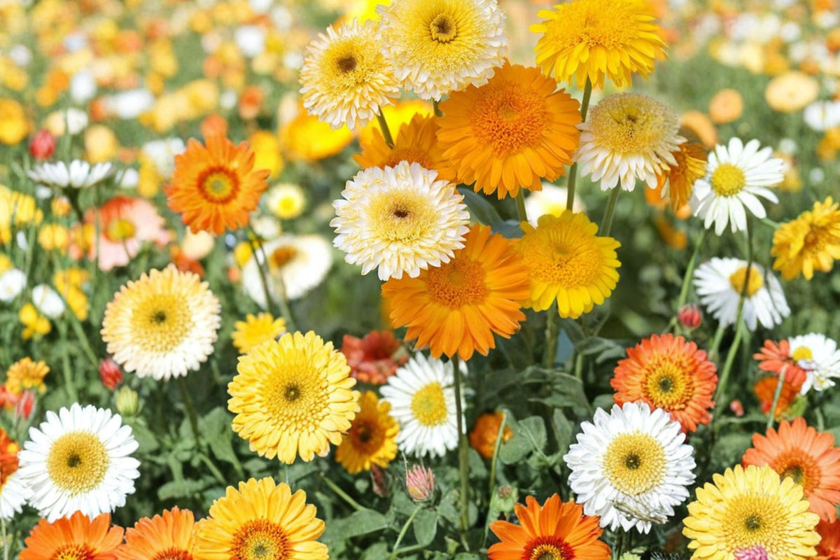 250 Seeds Calendula Officinalis Mix Pot Marigold Flower Seeds