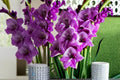 10 Gladiolus Bulbs Purple Gladiolus hortulanus