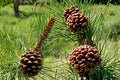 30 Seeds Ponderosa Pine Pinus ponderosa Evergreen Tree