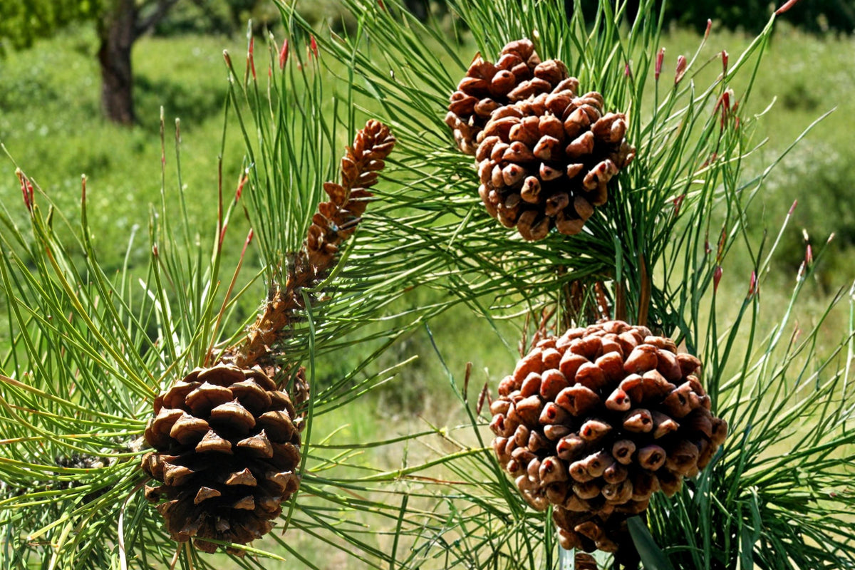 30 Seeds Ponderosa Pine Pinus ponderosa Evergreen Tree