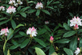 Rhododendron maximum Evergreen Shrub – Great Laurel Live Plant in Bare Root, Partial Shade, White to Pink-Purple Flowers