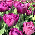 Purple Tulip Bulbs – 10 Spring Blooming Hardy Garden Flowers, Tulipa gesneriana
