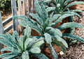 Blue Scotch Vates Kale Seeds – Heirloom Cold Hardy Curled Blue-Green Leaf Vegetable Seeds for Garden Planting