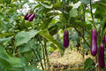 50 Seeds Long Purple Eggplant Heirloom Vegetable Garden