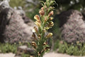 Giant Lousewort Seeds (Pedicularis procera) Native Wildflower for Pollinators & Biodiversity Gardens, 100 Seeds