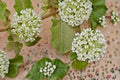 10 Seeds Western Sand Milkweed Asclepias arenaria Native Perennial Drought Tolerant
