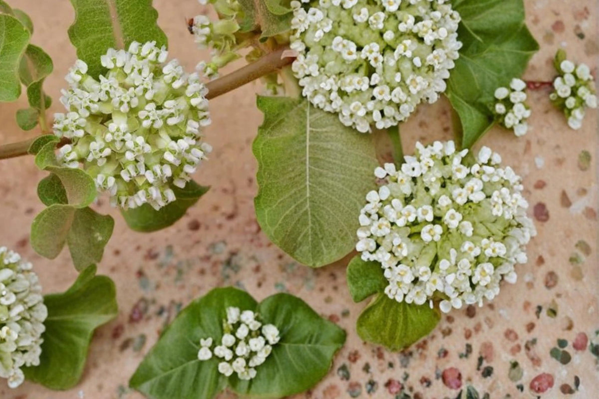 10 Seeds Western Sand Milkweed Asclepias arenaria Native Perennial Drought Tolerant