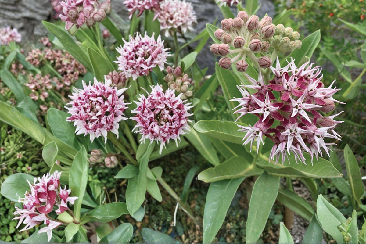 15 Seeds Showy Milkweed Asclepias speciosa Native Perennial Flower