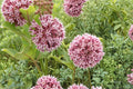 15 Seeds Common Milkweed Asclepias syriaca Native Wildflower