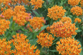 15 Seeds Butterfly Weed Asclepias tuberosa Native Perennial