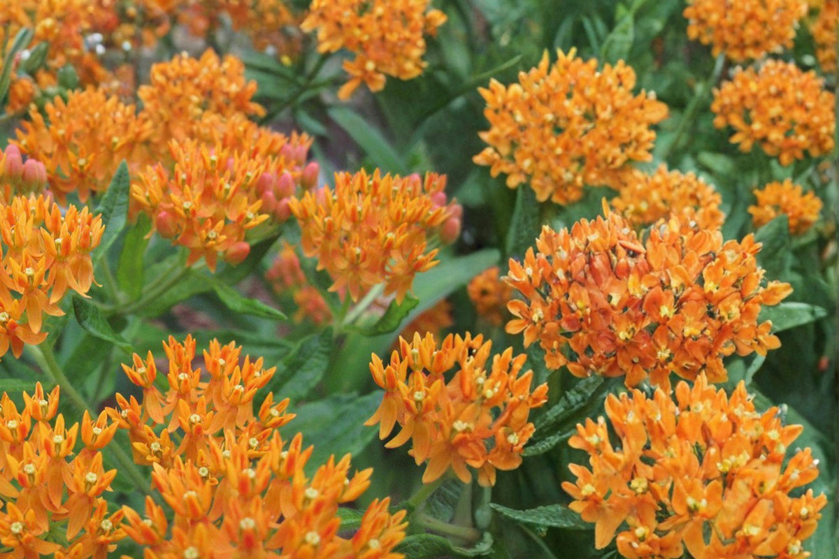 15 Seeds Butterfly Weed Asclepias tuberosa Native Perennial