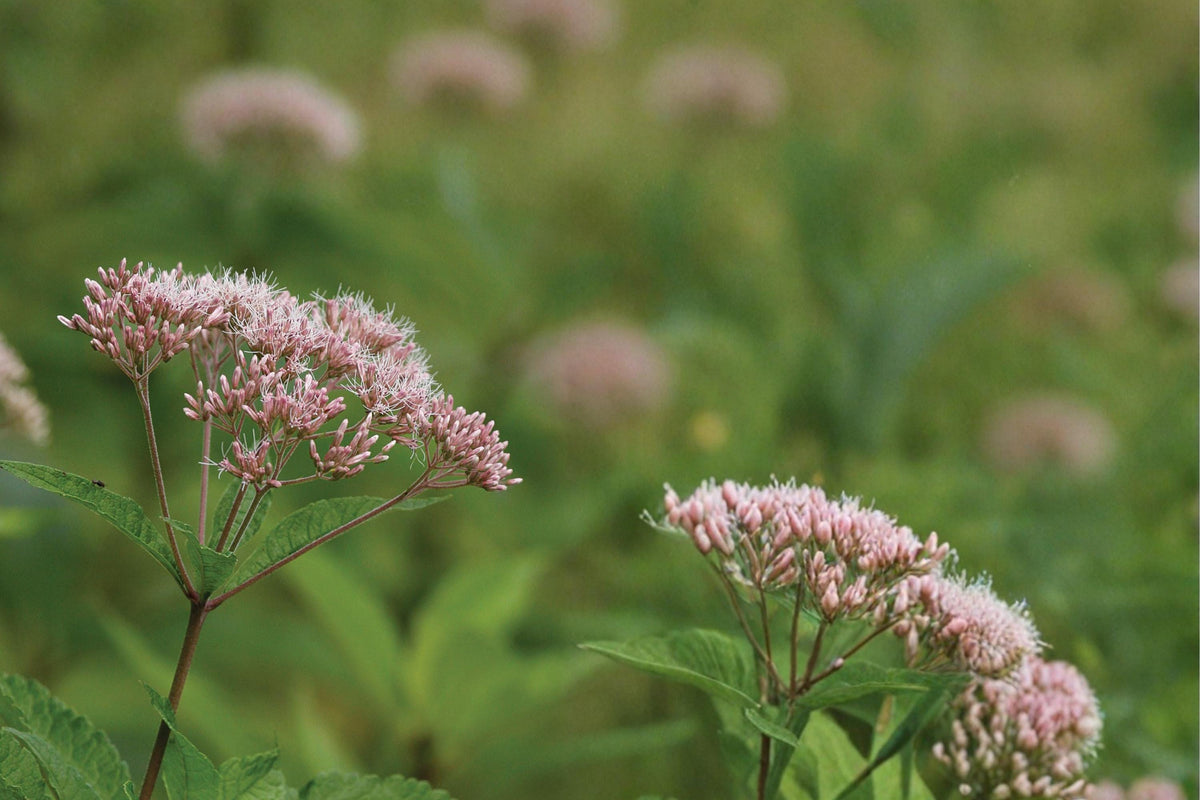 100 Seeds Hollow Joe Pye Weed Eutrochium fistulosum Native Wildflower Pollinator Garden
